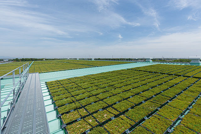 Greening roof